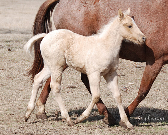 CD Diamond x Playin Lil Pistol - 2018 Colt